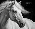 EQ Life: The Horse, The Bond, The World and the Amazing Life We Share