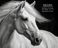 EQ Life: The Horse, The Bond, The World and the Amazing Life We Share